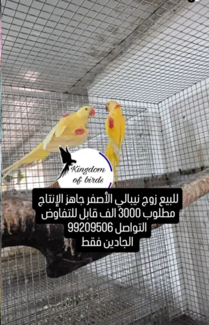 للبيع فرخ كايك ويت بيلي
