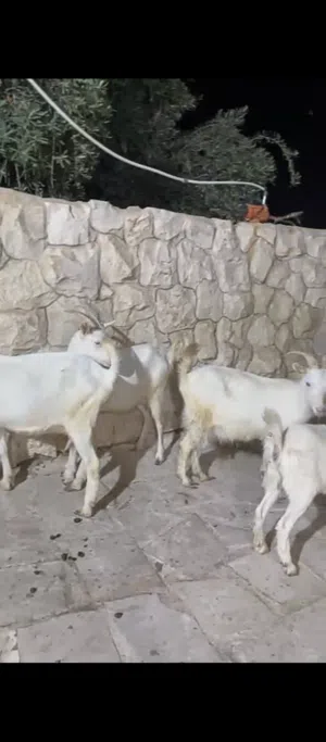 سانين سويسري والبينو