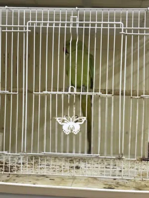 Parrot for sale