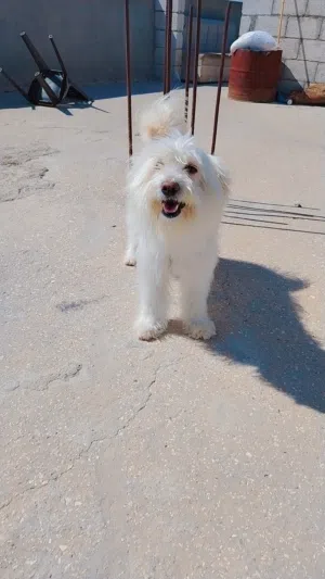 كلب زينه انثى