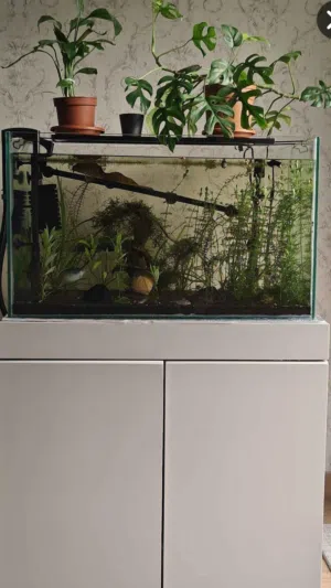 للبيع: حوض أسماك احترافي ومتكامل بتصميم عصري