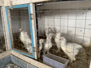 دجاج البراهما الكولمبي العملاق