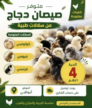 متوفر صيصان دجاج من سلالات طيبة