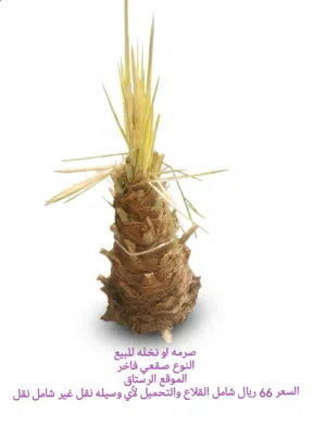 صرمه او نخله للبيع النوع صقعي فاخر