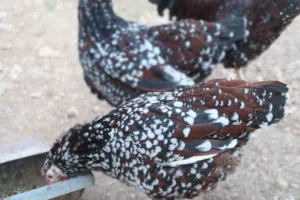 دجاج سايكس بورسلان