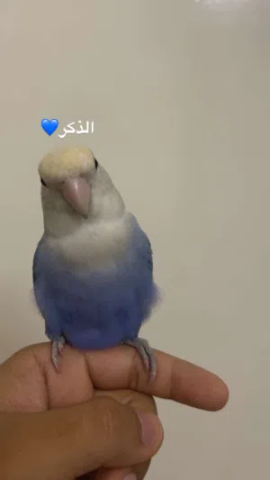 زوج روز منتج للبيع أليف اقراء الوصف ضروري