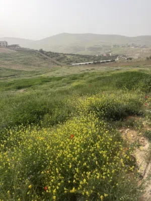Mixed Use Land for Sale in Zarqa Birayn