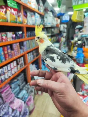 تشكيله كوكتيلات من احلى الانواع واحلى الوان على الاطلاق متوفر اربع حبات بسعر جدا مميز