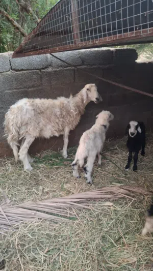 جاعده تاوم تهجين سوداني
