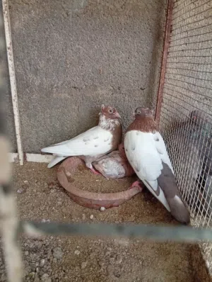 حمام زينه عينك ميزانك