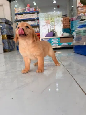 Golden Retriever puppies