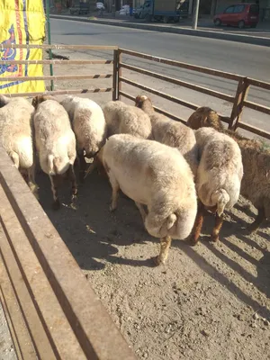 Sheep3