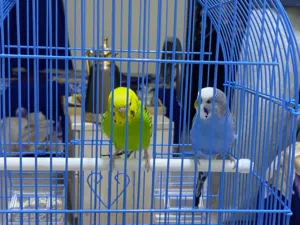 نوع الطير بادجي أسترالي (Budgerigar)