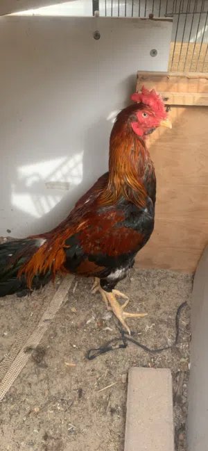 Roaster chicken