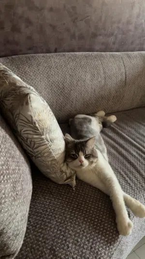 for adoption