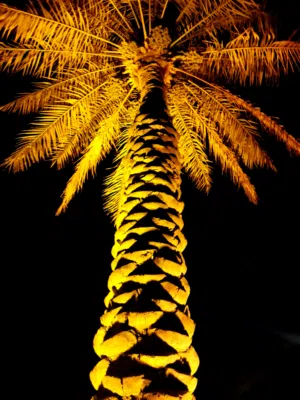 عبدالعزيز عبدالله صالح 