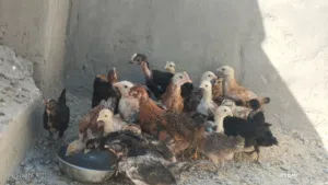 متاح 31 صوص اعمار بين الشهر وشوي ل الشهرين للبيع كوم كامل بقلوب بعضه صحة ونظافه موجودات بالمفرق