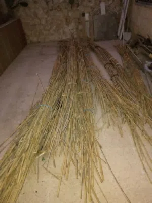 قصيب للبيع