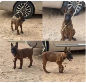 جرو ذكر مالينوا للبيع حاجه ربي يبارك