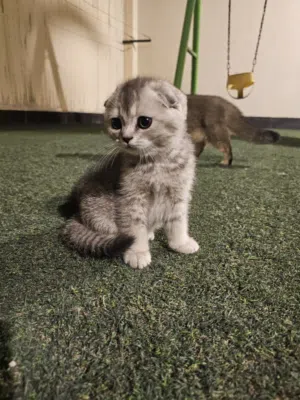 Scottish Fold