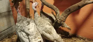 طقم حبش المنيوم مميز