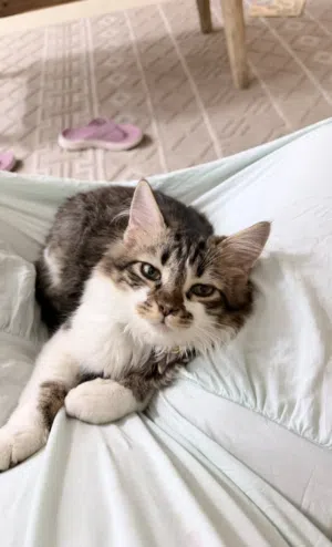 Siberian cat