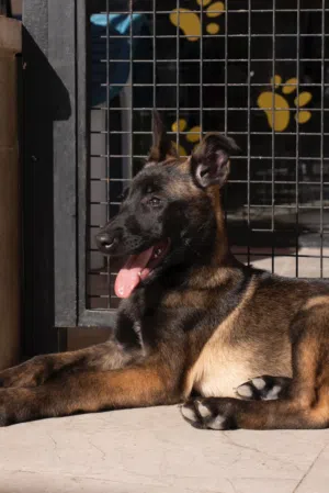 للحراسه...بلجم مالينو جاصلين على جميع اللقاحات اللازمه وجرعه الدود ومايكروشيب