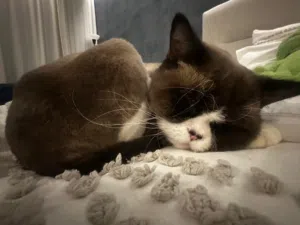 Ragdoll cat