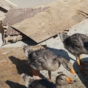 بط كوبره عادي 3 تربايت بيت والبط حلوو واليف وسعرر الوحده 25وبيه مجال أنشاء الله الشريه بي خير ويدلل