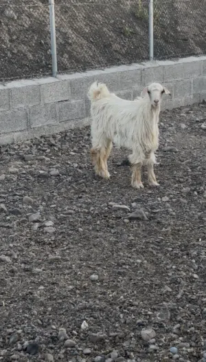 سخل جامودي اصل للبيع