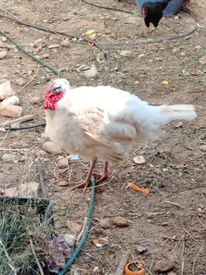 ديك حبش للبيع......