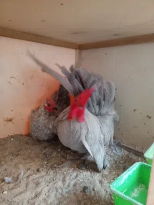 السلام عليكم متوفر 7 فلاليس كيني الام والاب في صورة