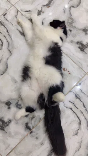 بزونات لتبني
