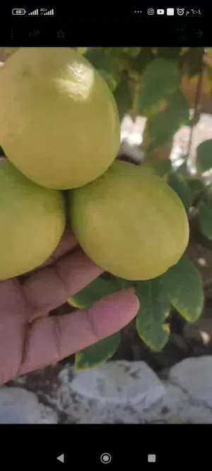 عرض الشتاء لمشتل تل الزهور