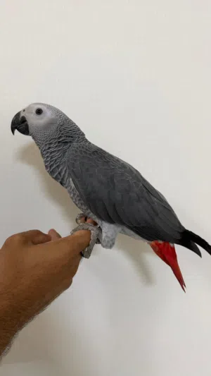 كاسكو افريقي اليف مع القفص