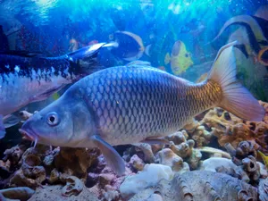 Fish2
