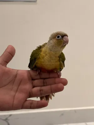 Parrots4