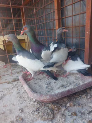 جوزين يهوديات
