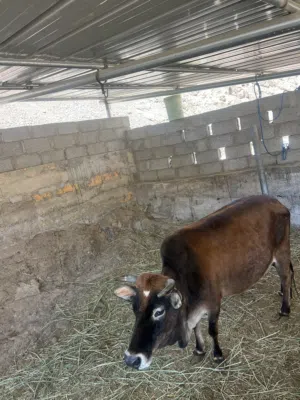 بقره للبيع