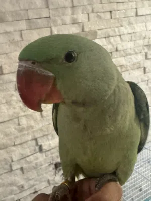 ذكر نيبالي أليف سبر سبر جامبو