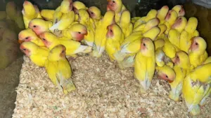 فروخ لوف بيردز وكروان عادي/ ألبينو
