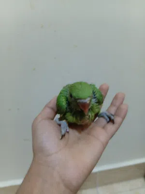 للبيع فرخ متو. محجل صحه ونضافه