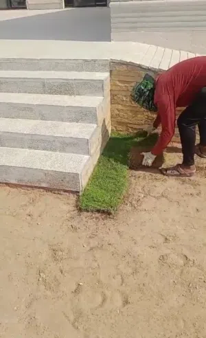 عشب طبيعي فاخر 800 بيسه للحدائق