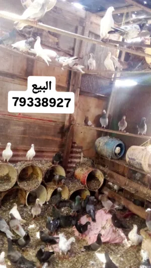 حمام منواع