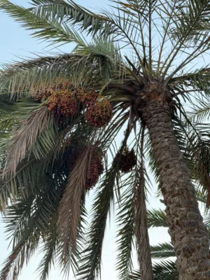 نفيعة للبيع عذوق كبار