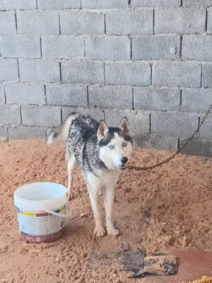 نوع هاسكي دكر العمر سنه وشهرين