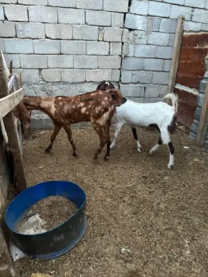 صخول مضاريع كلش حلوات بعدهم يفرات
