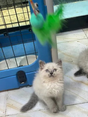 ‏هملايا‏2