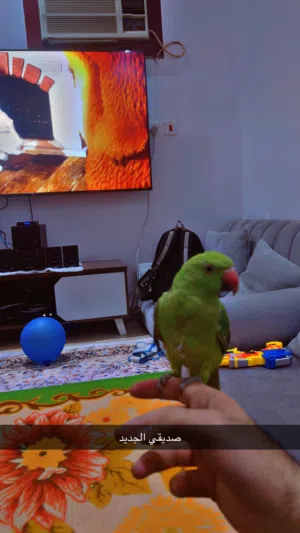 ببغاء درة اليف