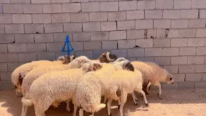 خرفان للبيع بأسعار مافيش